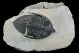 Zlichovaspis Trilobite - Lghaft, Morocco #98593-1